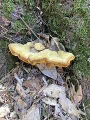 Inonotus hispidus