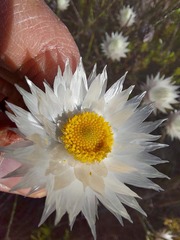 Edmondia