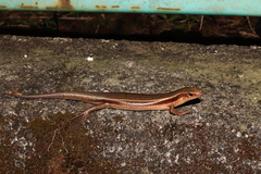 Plestiodon latiscutatus