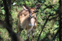 Tragelaphus sylvaticus sylvaticus