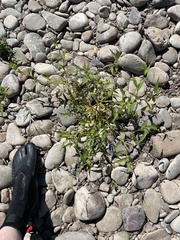 Persicaria hydropiper