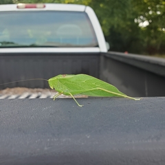 Microcentrum retinerve