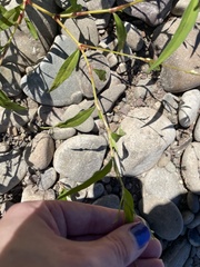 Persicaria hydropiper