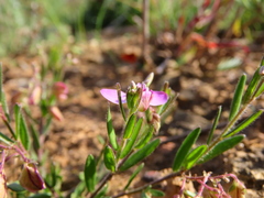 Polygala affinis