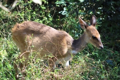 Tragelaphus sylvaticus sylvaticus