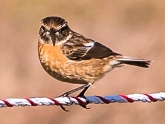 Saxicola rubicola