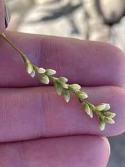 Persicaria hydropiper