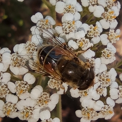 Eristalis arbustorum