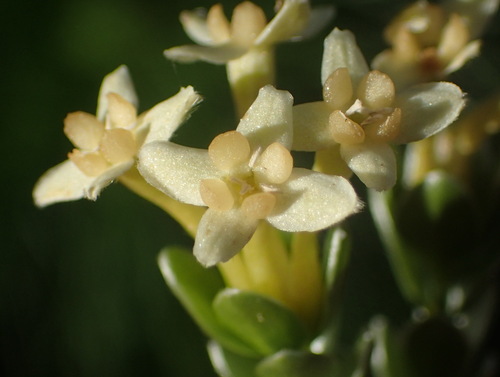 Image of Gnidia chrysophylla by (c) Nicola van Berkel, some rights reserved (CC BY-SA)