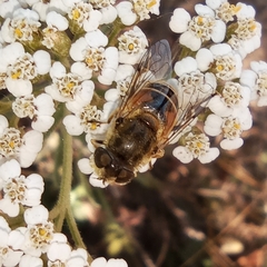 Eristalis arbustorum