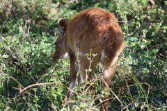 Tragelaphus sylvaticus sylvaticus