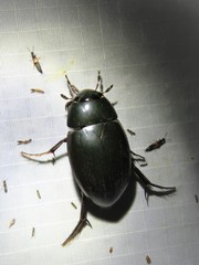 Hydrophilus ovatus