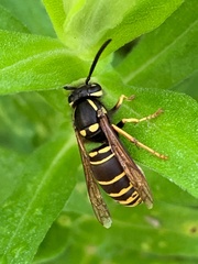 Vespula vidua