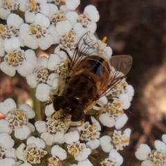 Eristalis arbustorum