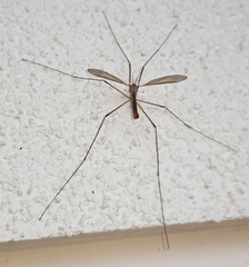 Tipula