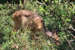 Tragelaphus sylvaticus sylvaticus