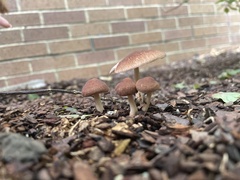 Pholiotina rugosa
