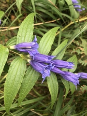 Gentiana asclepiadea
