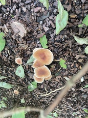 Pholiotina rugosa