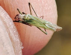 Trigonotylus