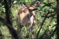 Tragelaphus sylvaticus sylvaticus