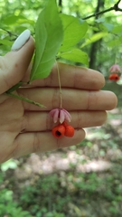 Euonymus verrucosus