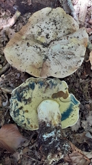 Caloboletus radicans