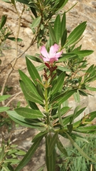 Nerium oleander