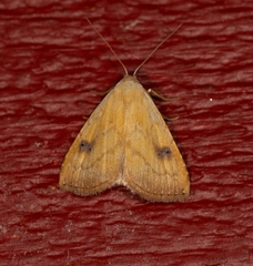 Rivula sericealis