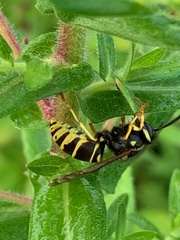 Vespula vidua