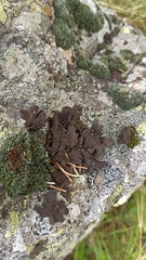 Umbilicaria
