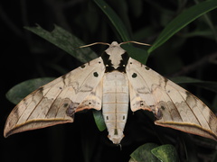 Ambulyx sericeipennis