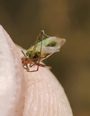 Trigonotylus