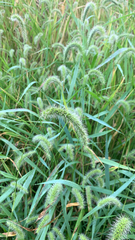 Setaria faberi