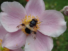 Volucella pellucens