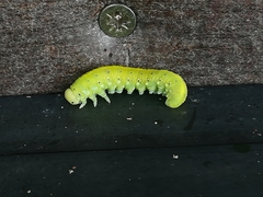 Tenthredinoidea