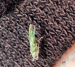 Trigonotylus