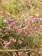 Erica cinerea