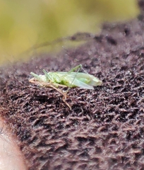 Trigonotylus