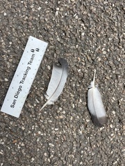 Columba livia domestica