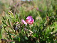 Polygala affinis