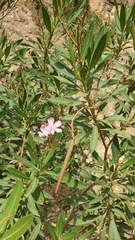 Nerium oleander
