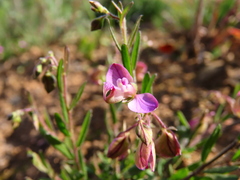 Polygala affinis