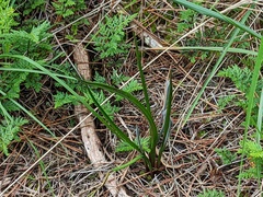 Thelymitra rubra