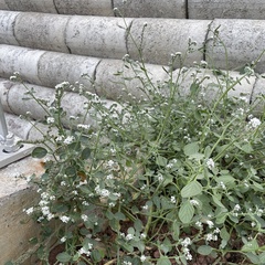 Heliotropium europaeum