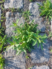 Dysphania ambrosioides