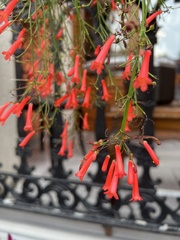 Russelia equisetiformis