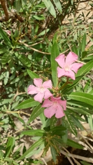 Nerium oleander