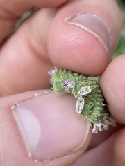 Pycnanthemum
