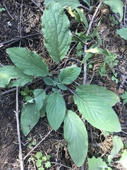 Phacelia egena